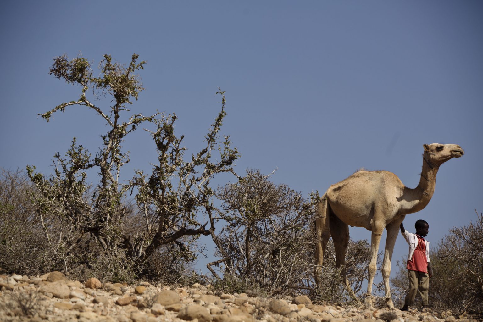 Camel Milk, Amoxicillin, and a Prayer: Medical Pluralism ...